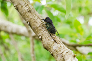Black Cicada Palooza On A Avocado Tree Branch