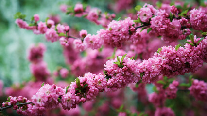 Cherry blossom. Pink flowers on a branch of a fruit tree. Bright spring color. Selective focus.