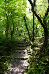 refreshing spring forest with path