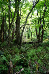 Fototapeta premium thick wild forest in spring 