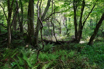 thick wild forest in spring
