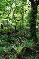 fern and old trees in deep forest