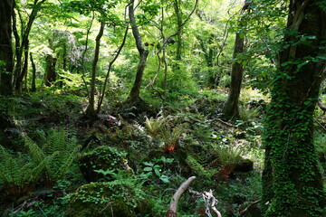 fern and old trees in deep forest