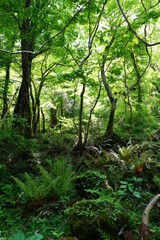 fern and old trees in deep forest