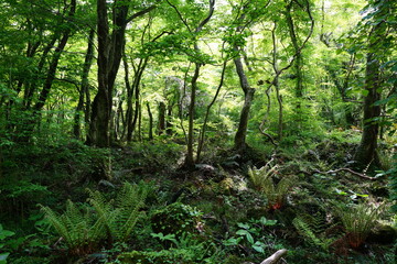 fern and old trees in deep forest