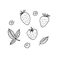 strawberry and leaves set. hand drawn vector illustration in doodle style. minimalism. icon, sticker, decor. berries, fruits, summer, food.