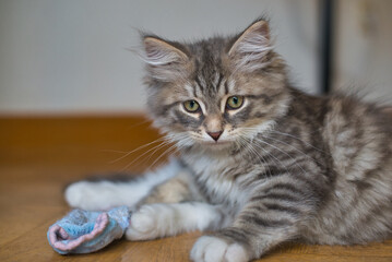 Siberian kitten playing with socks. Puppy cat, hypoallergenic cat. Long-haired cat. 
