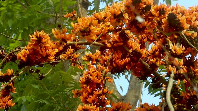 The red-orange Palash flowers have blossomed in the Palash tree. Flowers background.  4k Video.