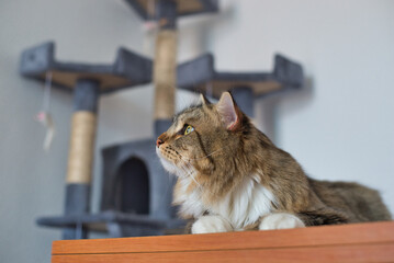 Siberian cat on the table thinking about what to eat. Hypoallergenic cat. Long-haired cat.