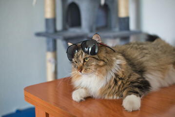 Siberian cat on the table with his sunglasses on. Hypoallergenic cat. Long-haired cat. 