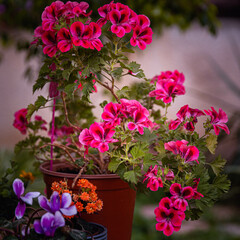 flowers in pots
