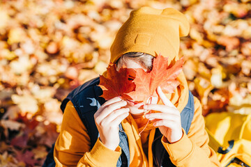 Fall. child playing with golden trees foliage with background of autumn trees landscape. maple leaves. Bright banner. copy space. Back to school or hello autumn. Picking from behind leaves