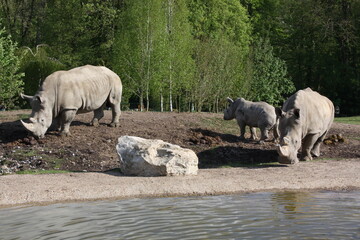 Rhinocéros