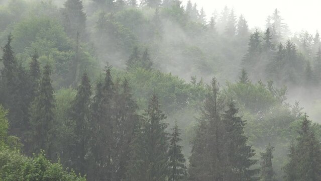 Fog Rain, Foggy Cloudy Raining Day, Inundation, Flooding in Mountains, Storm, Mist Rainfall, Rainy, Stormy, Clouds Bad Weather