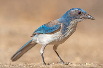 Western Scrub-Jay (Aphelocoma californica) on the ground feeding on seeds