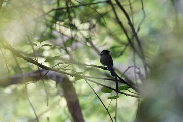 Fototapeta premium japanese paradise flycatcher is nesting in a forest