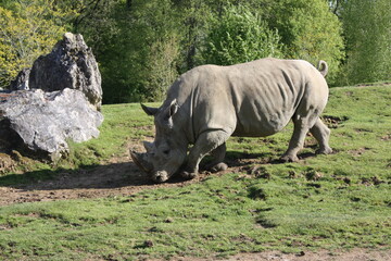 Obraz premium Rhinocéros