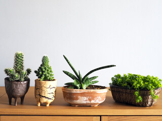 Fototapeta premium Mammillaria Schiedeana, Christmas, Sansevieria boncellensis, Gold moss sedum plant cactus succulent hobby lifestyle art gardening tree houseplant home leisure selective focus
