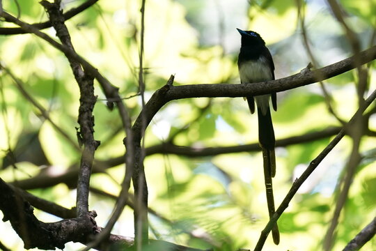 japanese paradise flycatcher is nesting in a forest