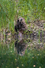 cute young beaver cleaning its fur in the Aare in Belpau