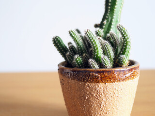 plant cactus succulent echinopsis hobby lifestyle art gardening tree houseplant home leisure selective focus