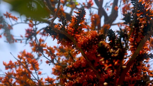 Bees are extracting honey from red-orange Palash flowers. Flowers background.  4k Video.