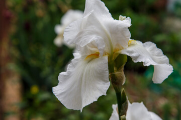 Fototapeta na wymiar An open flower of white iris. Close-up