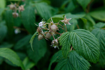 unripe berries and green raspberry leaves
