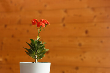 Blooming red kalanchoe on a blurred background of a wall of planks