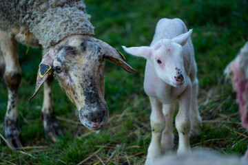 Ewe, a female sheep with her young lamb, both facing forward in green meadow.