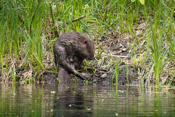 cute young beaver in the Aare in Belpau