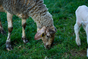A sheep in a pasture of green grass.