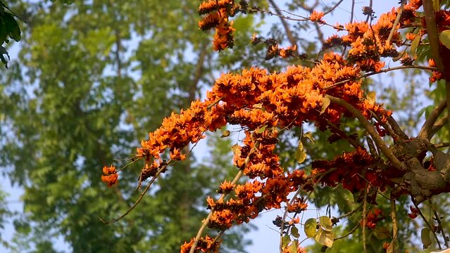 The red-orange Palash flowers have blossomed in the Palash tree. Flowers background.  4k Video.