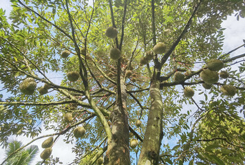 Close up of durians hanging on the tree