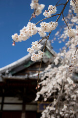 枝垂れ桜