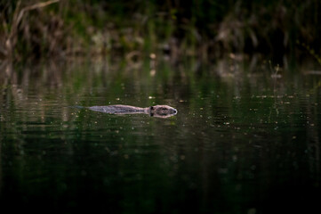 swimming beaver in the Aare in Belpau