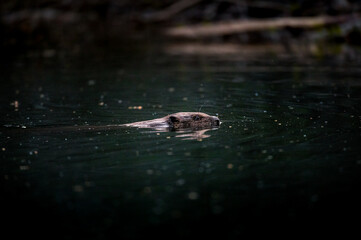 swimming beaver in the Aare in Belpau