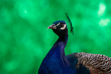 Portrait of a bright peacock on a blurred background