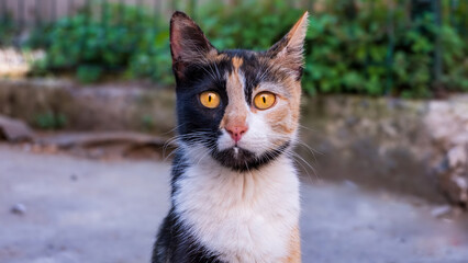 Turkish three colored cat stares at the camera in the park, Istanbul