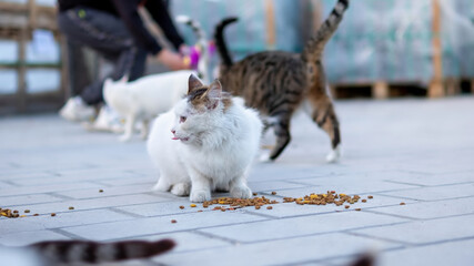 Multiple stray cats being fed on a local Istanbul alley