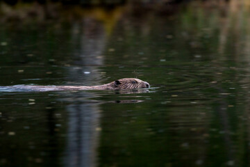 swimming beaver in the Aare in Belpau