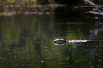 swimming beaver in the Aare in Belpau