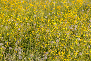 Fototapeta premium biodiverse field full of yellow wildflowers in Switzerland