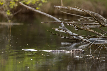 Obraz na płótnie Canvas swimming beaver in the Aare in Belpau