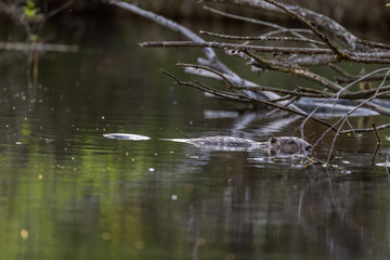 swimming beaver in the Aare in Belpau