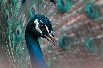 Portrait of beautiful colored peacock with tail feathers out.