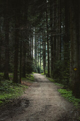 path through lush green spring forest in Emmental