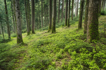Fototapeta na wymiar lush green spring forest in Emmental
