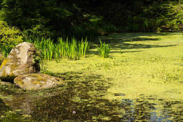 Rhododendron Species Foundation and Botanical Garden