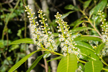Cherry laurel